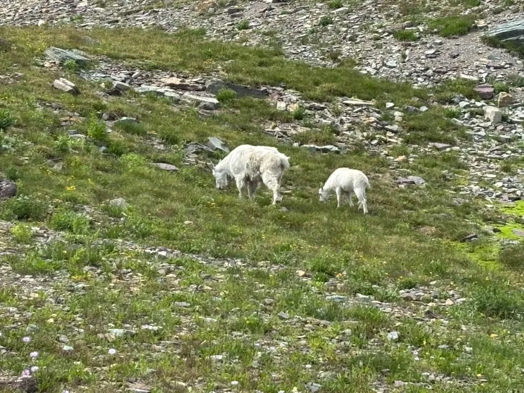 Mountain goats