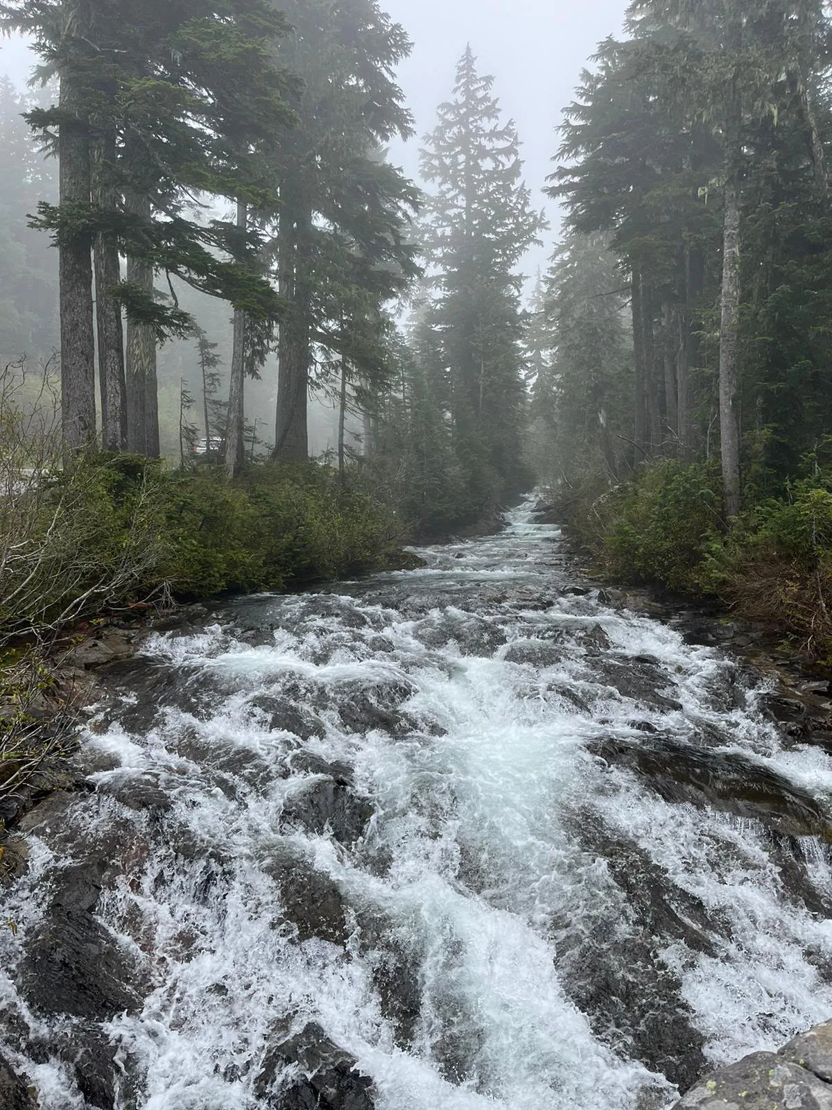 Misty forest